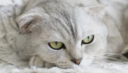 开云体育链接-高科技赛车空气动力学:减少阻力的秘密,f1赛车空气动力学